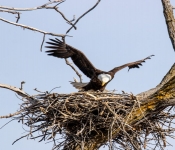 2021 03 28 LillyDaleEagles 004